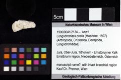 Foto (Objket + Etiketten) von Longodromites ovalis (Moericke, 1897) 